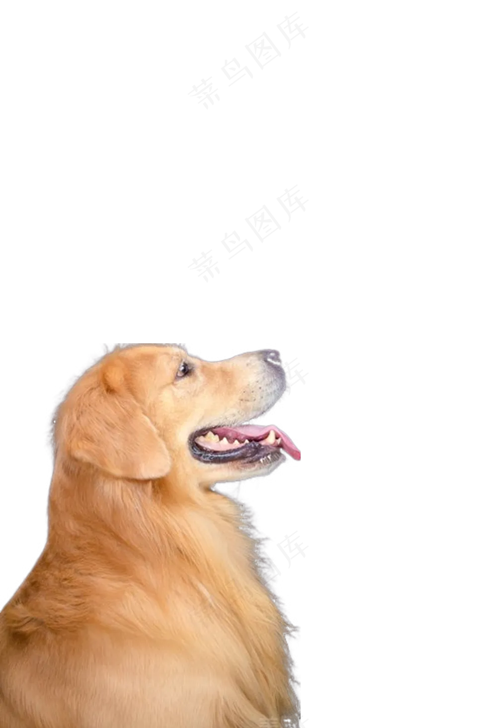 金毛免抠1