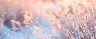 冬天下雪天的芦苇荡夕阳晚霞小雪大雪摄影图