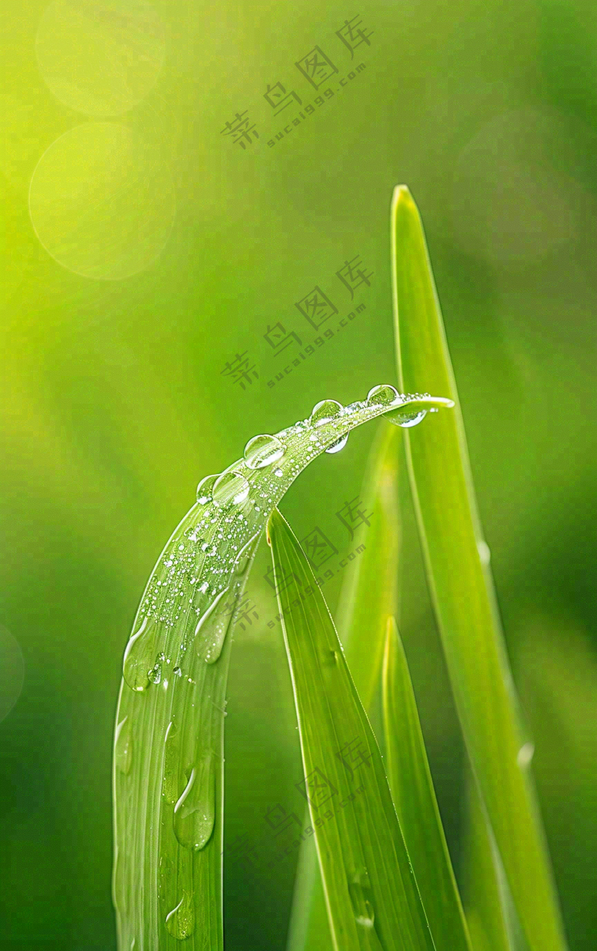 白露节气