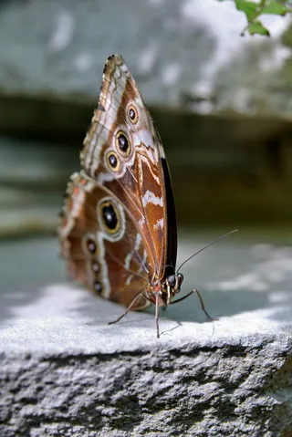 林间彩翼静谧舞