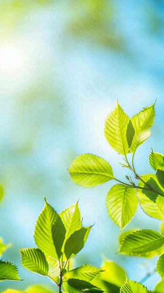 春天绿叶阳光小清新春分立夏摄影图