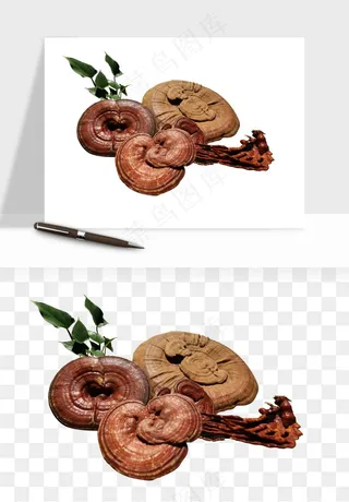 中药养生药材png免抠