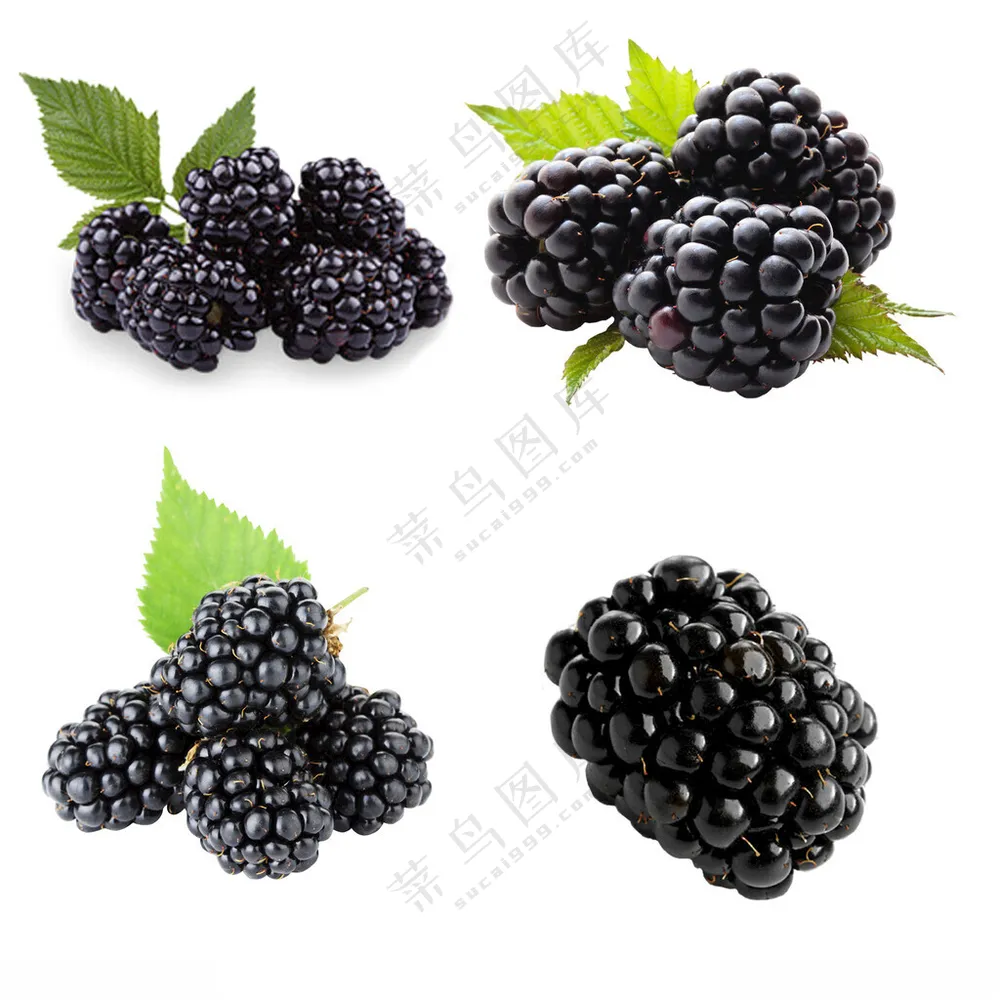 桑葚桑葚果桑包装海报