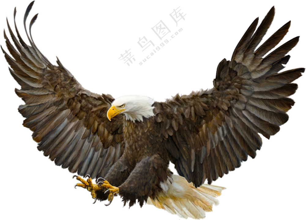 正俯冲扑向猎物的白头海雕免抠图片