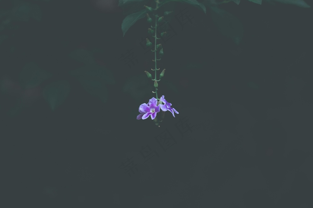 夜幕下的幽光之花