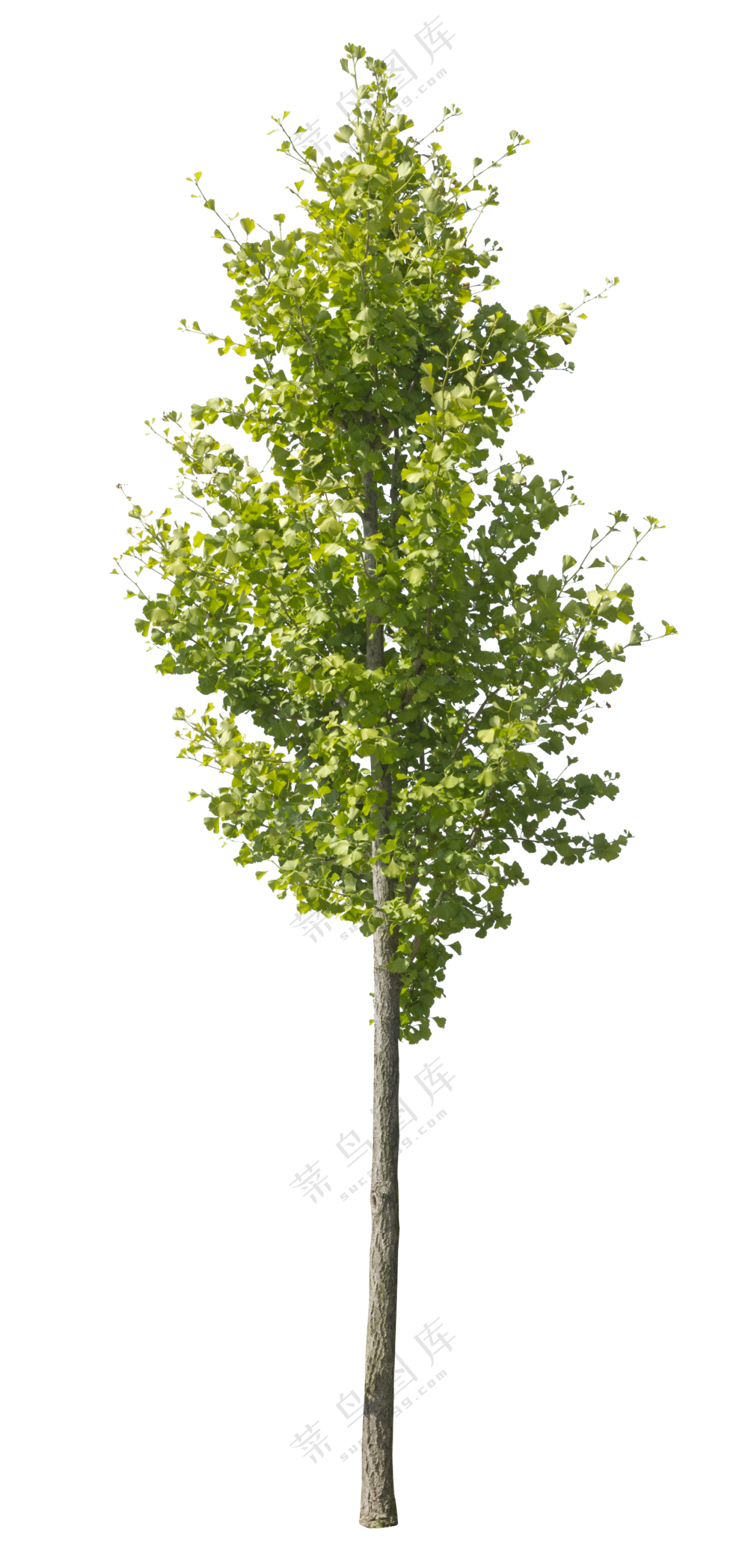 PNG免扣植物树木拼贴素材