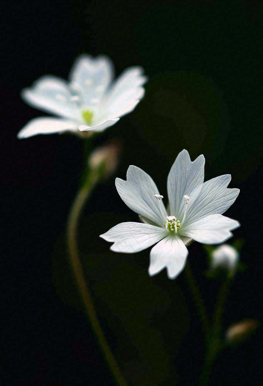 春天盛开的小白花小清新立春春分摄影图