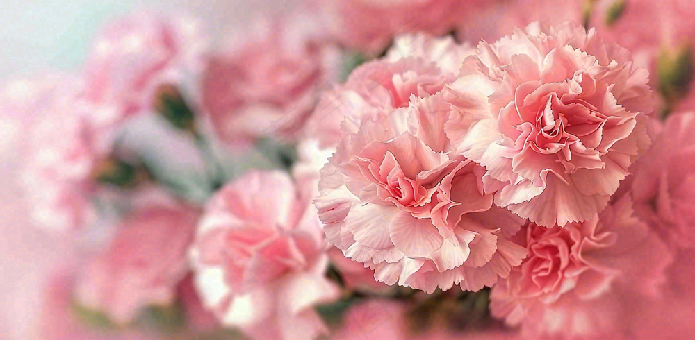 粉色康乃馨鲜花妇女节摄影图