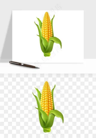 玉米带叶玉米png免抠