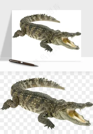 鳄鱼动物png免抠