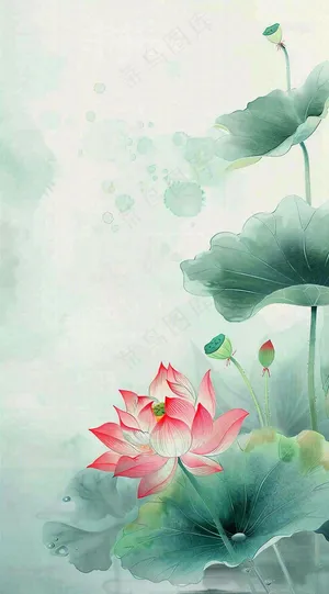 夏天荷花荷叶清凉小清新淡雅小暑大暑处暑插画背景