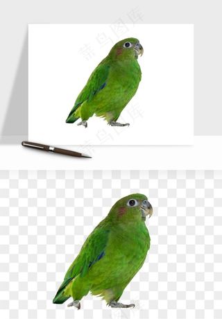 鹦鹉八哥鸟宠物png免抠