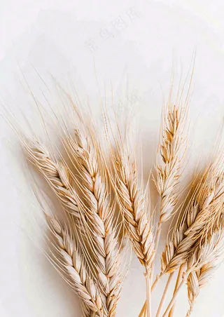 秋天小麦麦穗粮食芒种立秋秋分摄影图