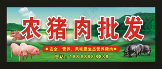 农猪肉批发 门头灯箱农家土猪正宗猪肉海报