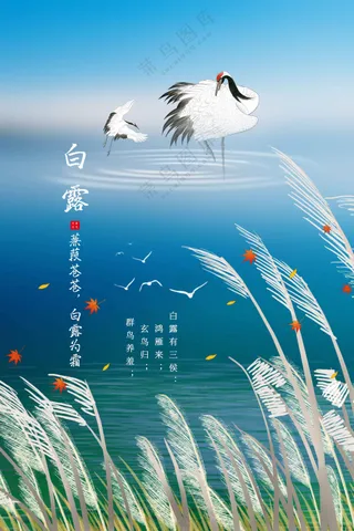 白露节气传统活动海报