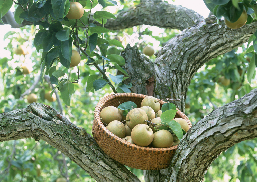 新鲜水果摄影图片 (46)