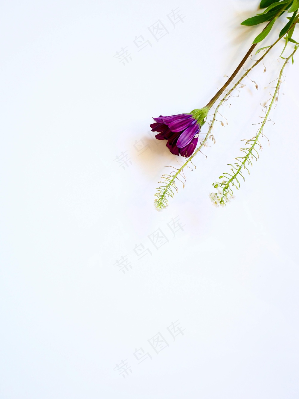 免费 白色背景下紫色花的照片 素材图片
