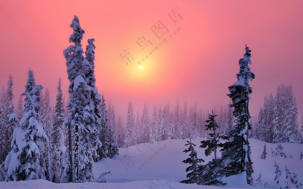 冬季晚霞森林唯美雪景