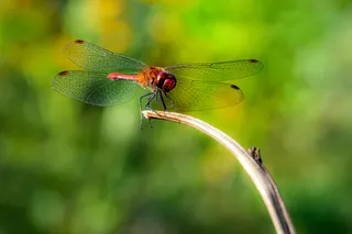 静谧绿梢上的红点