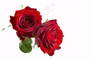 红玫瑰花鲜花摄影免抠