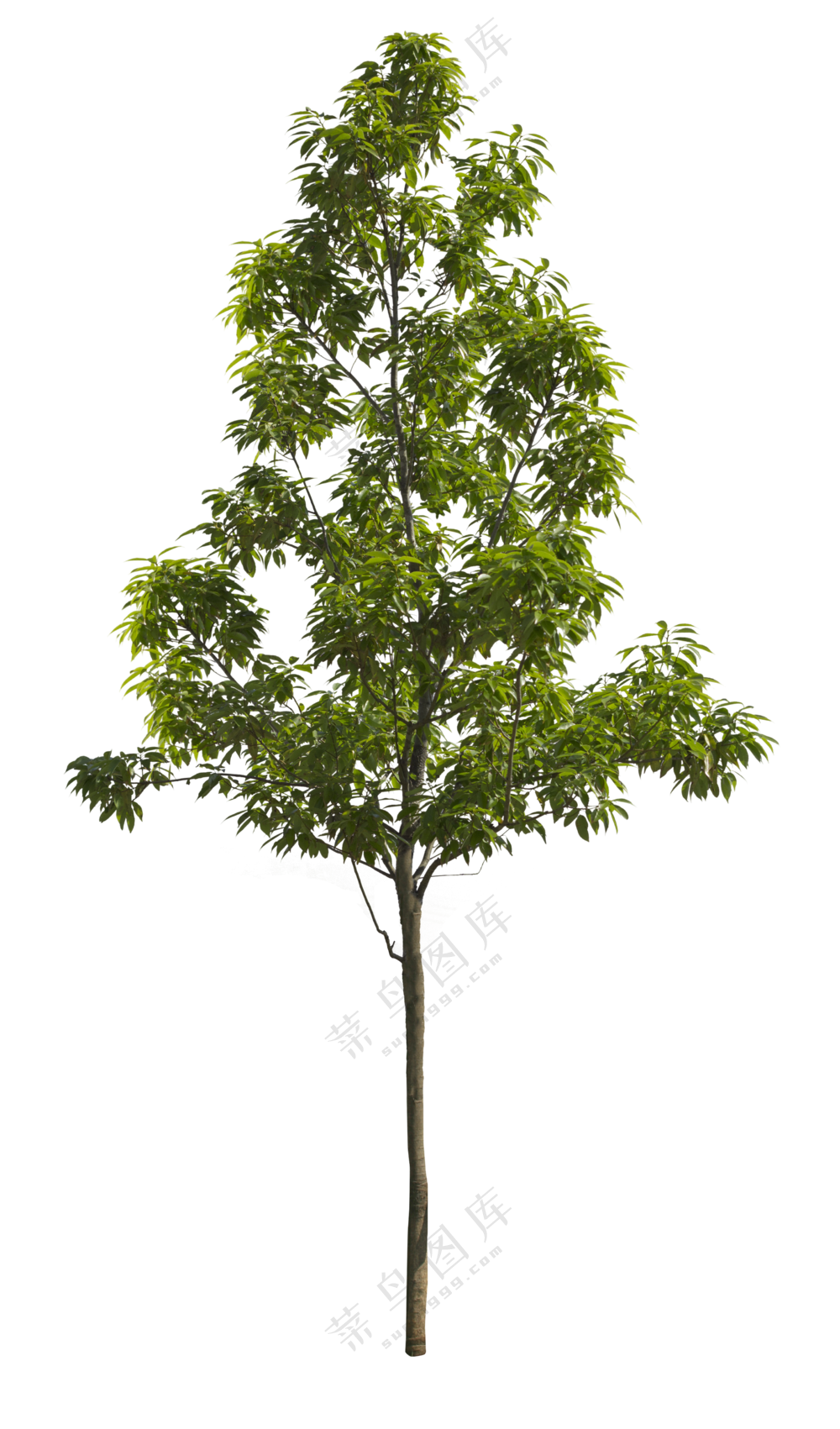 PNG免扣植物树木拼贴素材