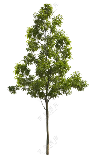 PNG免扣植物树木拼贴素材