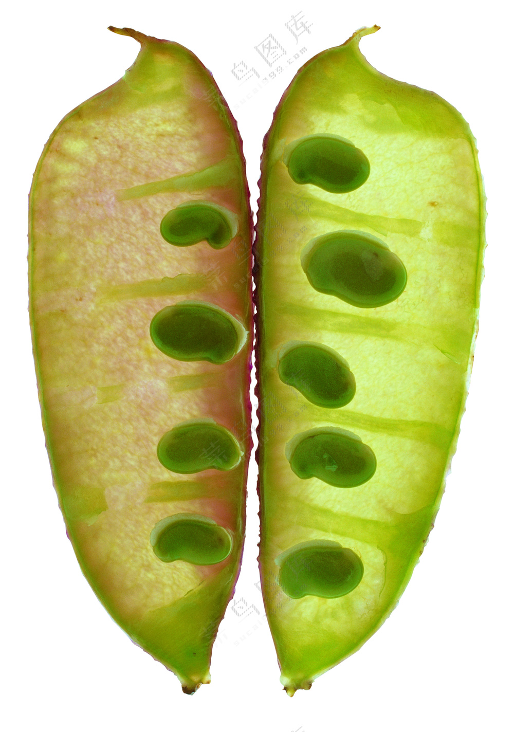 蔬菜切面图片 (25)