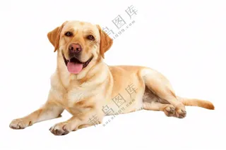 萌宠宠物拉布拉多小狗动物免抠