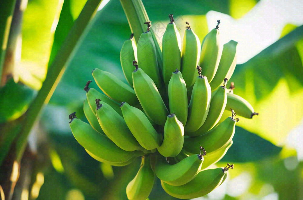 香蕉树芭蕉叶青香蕉水果摄影图