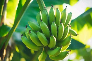 香蕉树芭蕉叶青香蕉水果摄影图