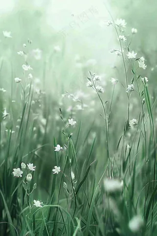 春夏小草白花草丛春分惊蛰插画背景