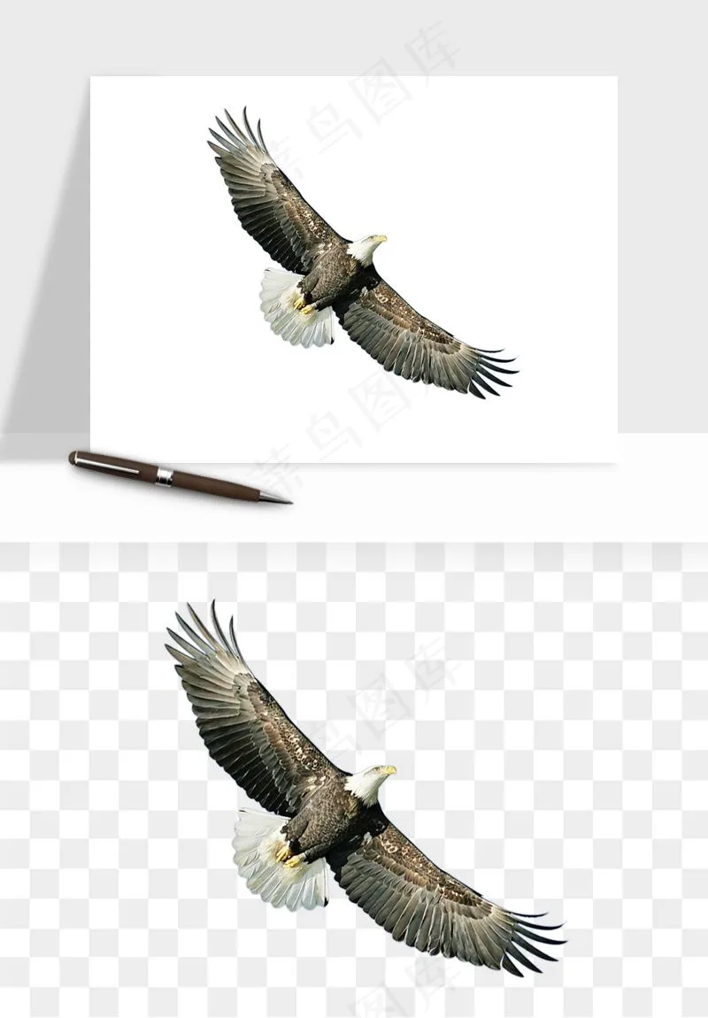老鹰雄鹰展翅png免抠
