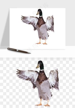 鸭子小鸭png免抠