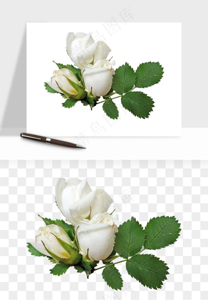 白玫瑰花枝花束png免抠
