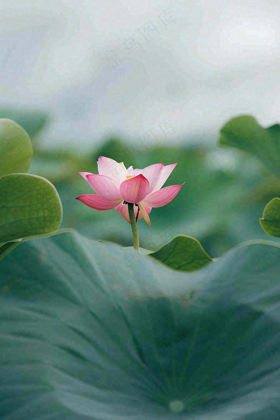 夏日荷花荷叶夏至小暑大暑摄影图