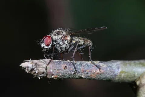 微观世界的细节魅力——黑灰蝇与树枝的微距之美 微观世界的细节魅力——黑灰蝇与树枝的微距之美