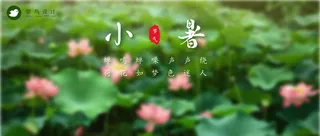 小暑公众号首图
