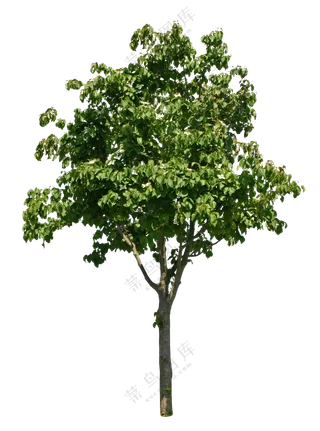 PNG免扣植物树木