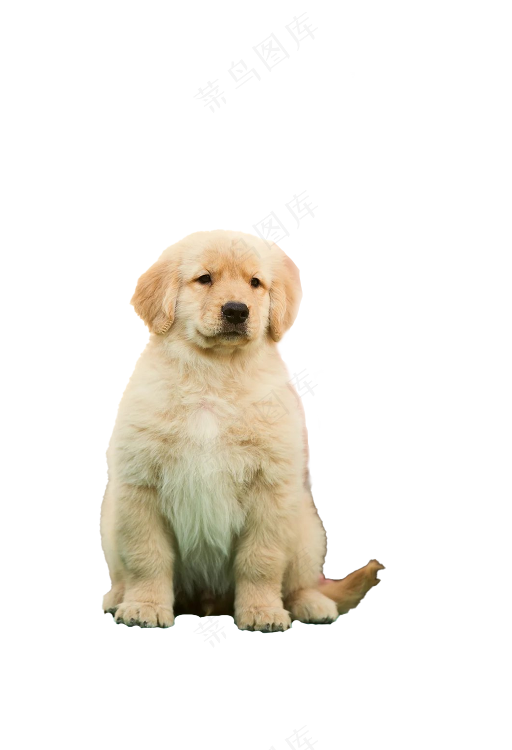 金毛免抠13