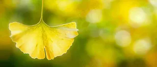 秋天美景银杏叶阳光唯美立秋摄影图