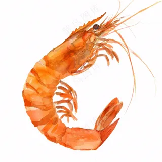 虾基围虾食物海洋卡通插画免抠