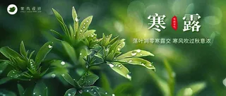 寒露公众号首图