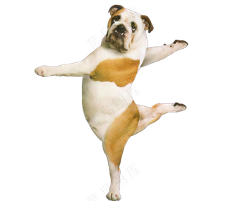 png免抠搞笑有趣动物