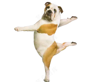 png免抠搞笑有趣动物