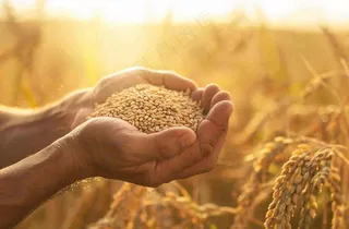 金黄的稻田手捧粮食珍惜粮食芒种世界粮食日摄影图