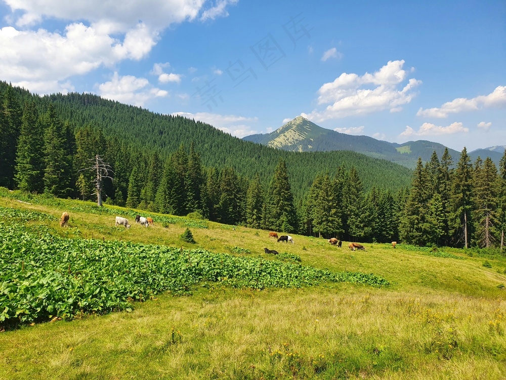 翠绿山坡牧歌：自然色彩摄影