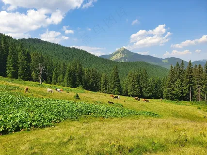 翠绿山坡牧歌：自然色彩摄影