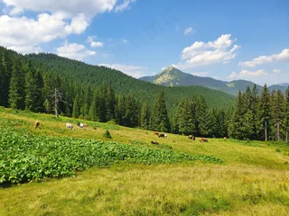 翠绿山坡牧歌：自然色彩摄影
