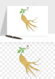 人参养生药材png免抠 人参养生药材png免抠