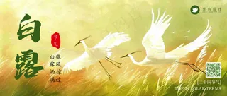 白露公众号首图